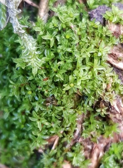 Leptodontium flexifolium, photographed by Helen Waterman