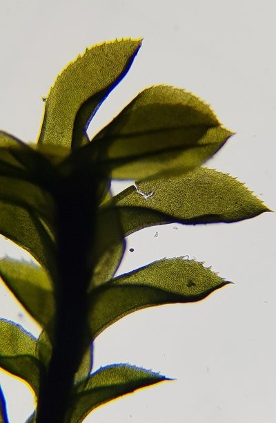 Leptodontium flexifolium, photographed by Helen Waterman