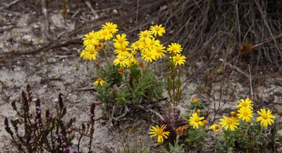 Senecio arniciflorus, photographed by Tony Rebelo