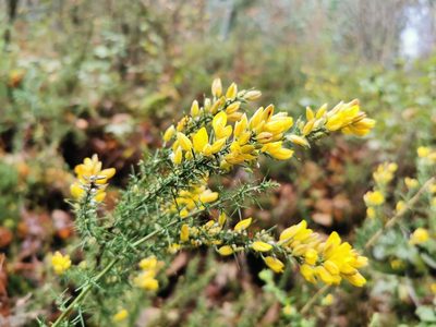 Ulex parviflorus, photographed by Thor-Rune Hansen