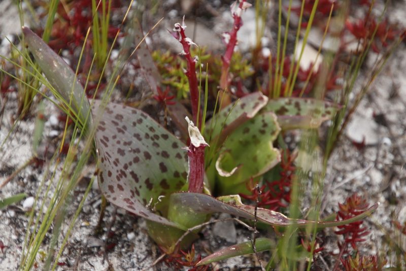 Lachenalia bulbifera, photographed by Tony Rebelo