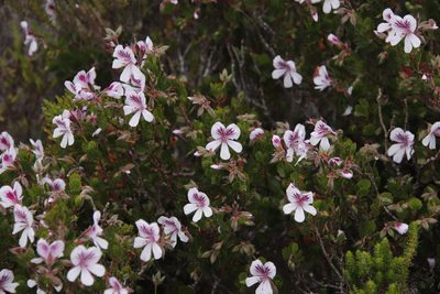 Pelargonium betulinum, photographed by Tony Rebelo