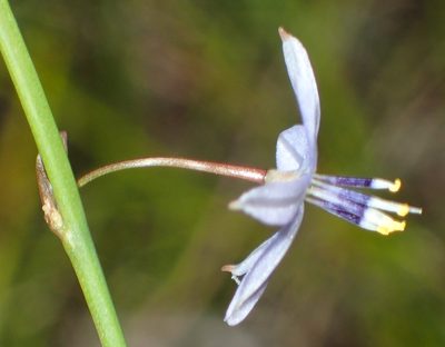 Caesia contorta, photographed by Nicola van Berkel
