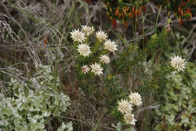 Phylica dodii, photographed by Tony Rebelo