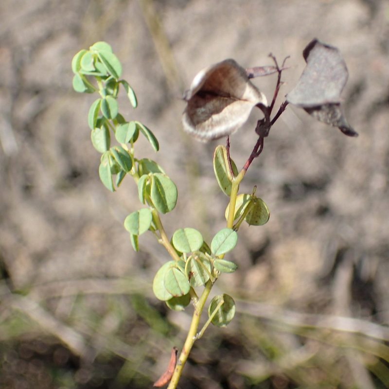 Hypocalyptus oxalidifolius, photographed by Nicola van Berkel