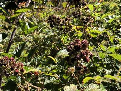 Rubus pinnatus, photographed by Caroline Voget