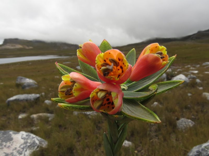 Bomarea glaucescens, photographed by Manuel Roncal