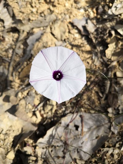 Ipomoea perpartita, photographed by Ana Nuño