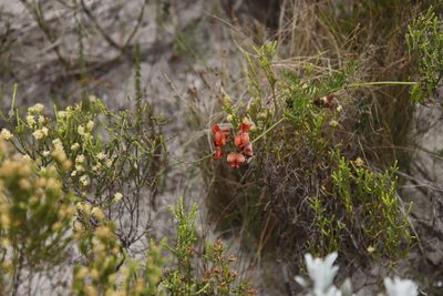 Lessertia miniata, photographed by Tony Rebelo