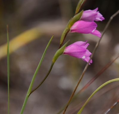 Gladiolus carinatus, photographed by Tony Rebelo