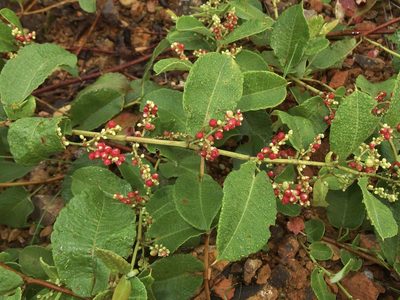 Muehlenbeckia tamnifolia, photographed by Sue Carnahan