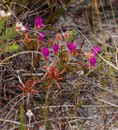 Drosanthemum intermedium, photographed by Tony Rebelo