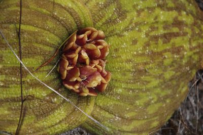 Massonia longipes, photographed by Tony Rebelo