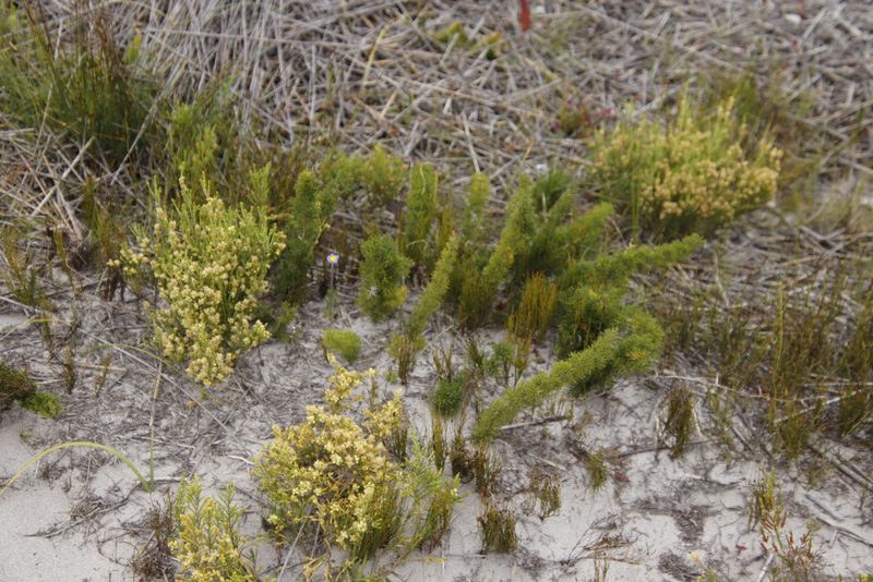 Asparagus stipulaceus, photographed by Tony Rebelo