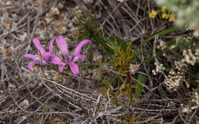 Babiana ambigua, photographed by Tony Rebelo