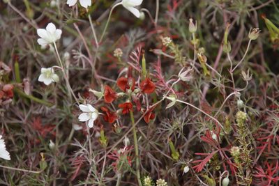 Lessertia miniata, photographed by Tony Rebelo