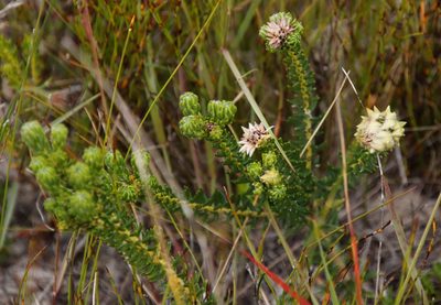 Phylica dodii, photographed by Tony Rebelo