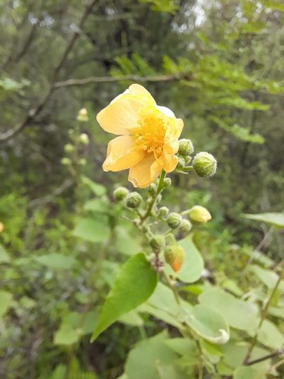 Wissadula gymnanthemum, photographed by florsoteras