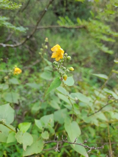 Wissadula gymnanthemum, photographed by florsoteras