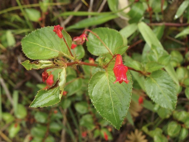 Viola arguta, photographed by Sue Carnahan