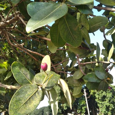 Syzygium cordatum, photographed by Rosemary Harrison