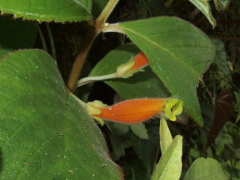 Columnea poortmannii, photographed by Sue Carnahan