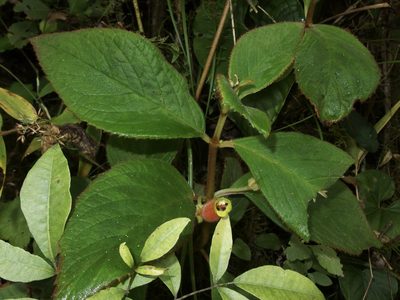 Columnea poortmannii, photographed by Sue Carnahan