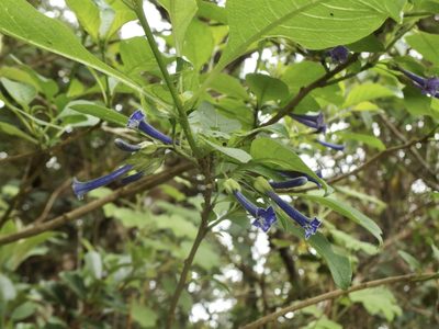 Iochroma cyaneum, photographed by Sue Carnahan