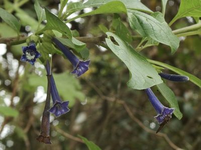 Iochroma cyaneum, photographed by Sue Carnahan