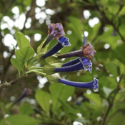 Iochroma cyaneum, photographed by Sue Carnahan