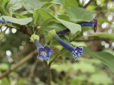 Iochroma cyaneum, photographed by Sue Carnahan