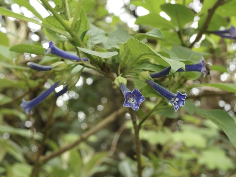 Iochroma cyaneum, photographed by Sue Carnahan
