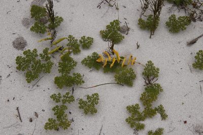Annesorhiza macrocarpa, photographed by Tony Rebelo