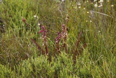 Lachenalia bulbifera, photographed by Tony Rebelo