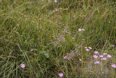 Heliophila linearis, photographed by Tony Rebelo