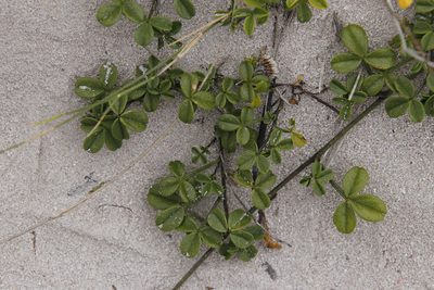 Psoralea repens, photographed by Tony Rebelo