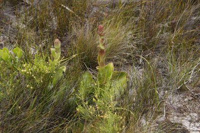 Satyrium carneum, photographed by Tony Rebelo