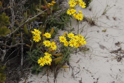 Senecio arniciflorus, photographed by Tony Rebelo