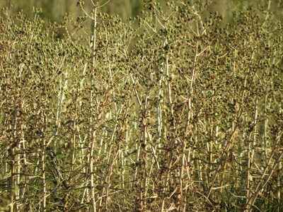 Eryngium horridum, photographed by Rafael Tosi