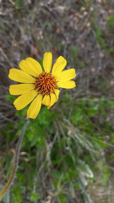 Calea uniflora, photographed by JG