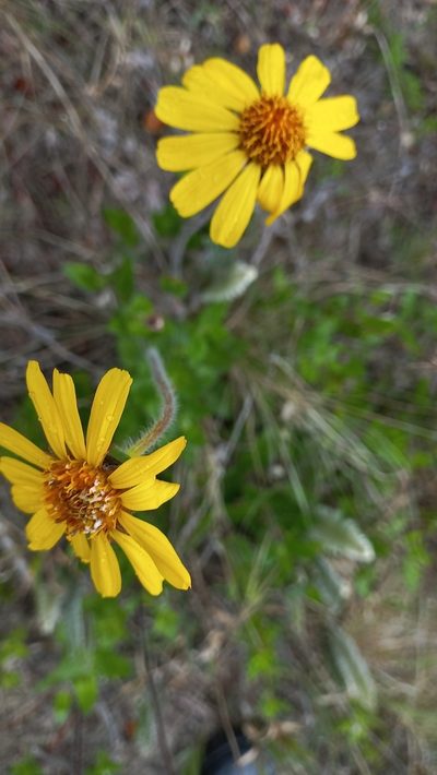 Calea uniflora, photographed by JG