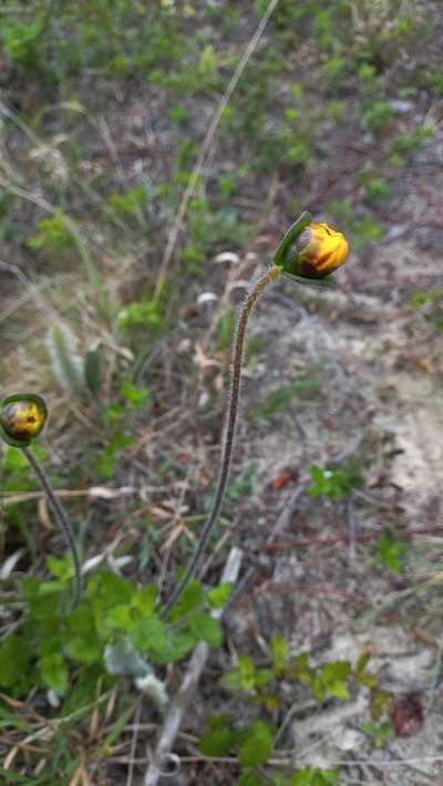 Calea uniflora, photographed by JG