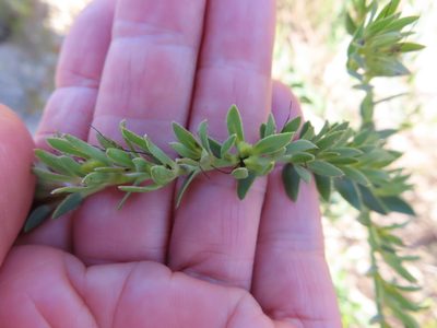Lobostemon hottentoticus, photographed by linkie