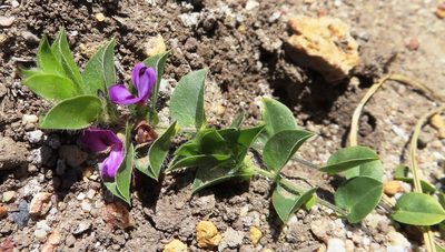 Psoralea imbricata, photographed by linkie