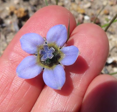 Wahlenbergia capensis, photographed by linkie