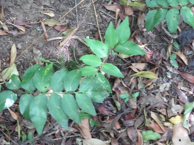 Anemia phyllitidis