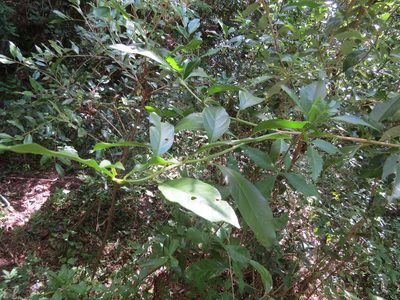 Citharexylum montevidense, photographed by Rafael Tosi