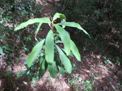 Myrsine coriacea, photographed by Rafael Tosi