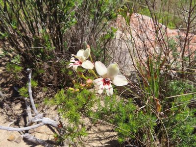 Tritonia undulata, photographed by linkie