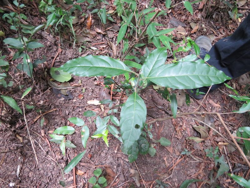 Ocotea puberula, photographed by Rafael Tosi